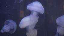 Ir al Video&nbsp;Aumenta el n&uacute;mero de medusas en la costa espa&ntilde;ola
