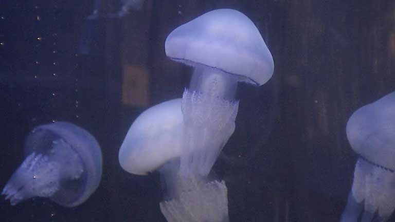 Aumenta el número de medusas en la costa española