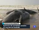 Ir al Video&nbsp;En Australia, se han encontrado 20 cachalotes varados en una playa