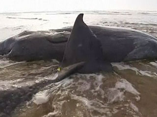 En Australia, se han encontrado 20 cachalotes varados en una playa