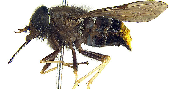 La mosca tiene el abdomen dorado, como uno de los atuendos empleados por Beyonc&eacute;