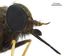 La mosca fue recolectada en una localidad del noreste australiano en 1981