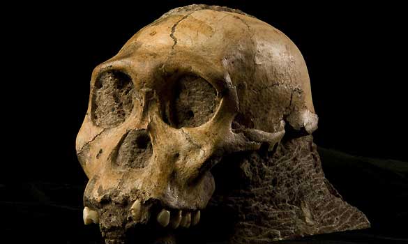 El 'Australopithecus sediba' allanó el camino evolutivo de las especies 'Homo'