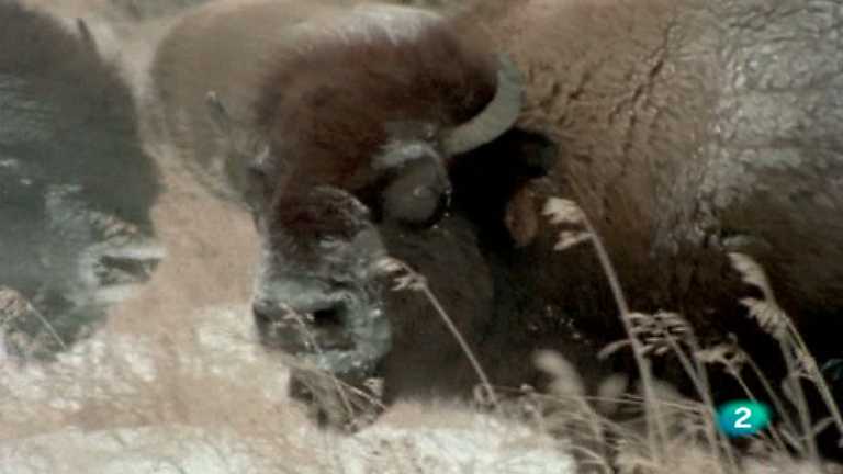 El hombre y la tierra - Aventura en Canad&aacute;