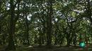 Ir al Video&nbsp;La aventura del saber. Bosques