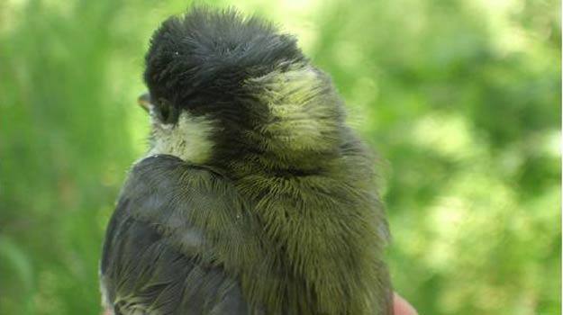 Las aves los prefieren guapos