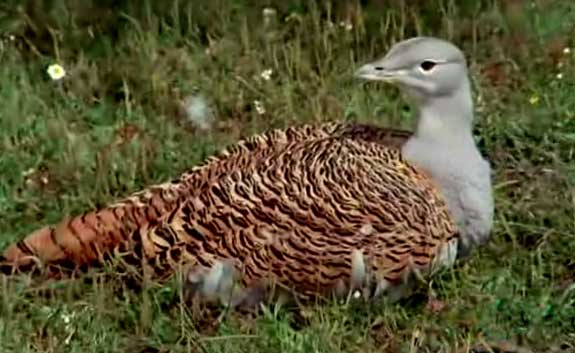 El hombre y la tierra - Las aves esteparias - Primera parte