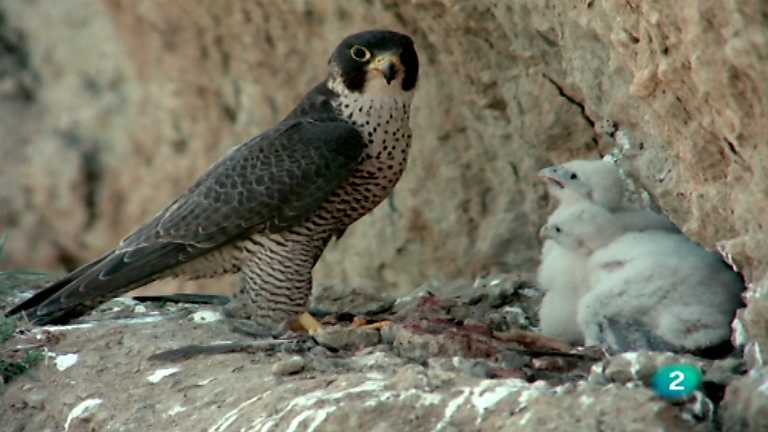 El hombre y la Tierra (Fauna ib&eacute;rica) - Las aves esteparias, 1