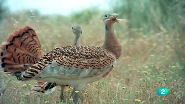 El hombre y la Tierra (Fauna ib&eacute;rica) - Las aves esteparias, 2