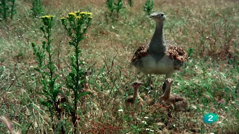 El hombre y la tierra (Fauna ib&eacute;rica) - Las aves esteparias, 3