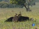 Ir al Video&nbsp;Las aves migratorias est&aacute;n sufriendo cambios a causa del calentamiento global