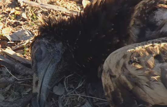 M&aacute;s de 20.000 aves rapaces mueren envenenadas en 15 a&ntilde;os
