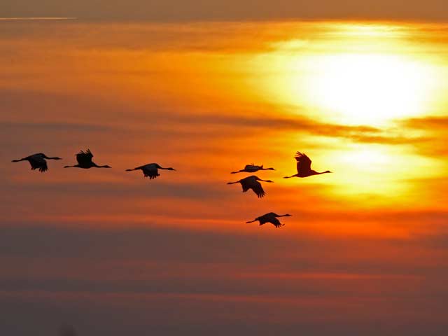 El hombre y la tierra - Aves viajeras