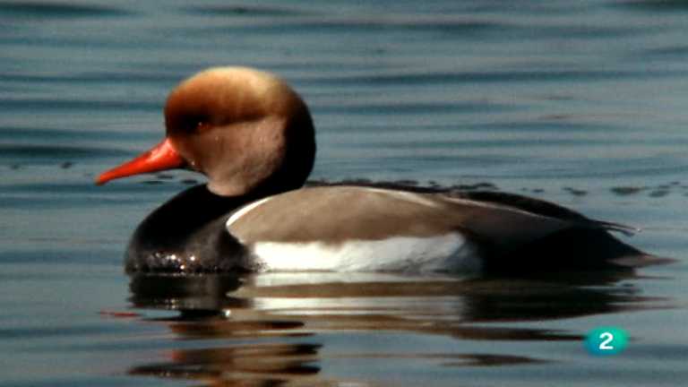 El hombre y la Tierra (Fauna ib&eacute;rica) - Aves viajeras