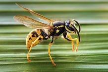 Las avispas son de los insectos que junto a abejas y avispones m&aacute;s pican en verano.