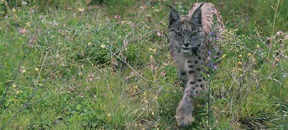 Azahar, la hembra de lince ib&eacute;rico trasladada al nuevo centro de cr&iacute;a en cautividad portugu&eacute;s.