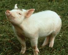 'Babe el Cerdito Valiente' 'Babe el Cerdito Valiente'