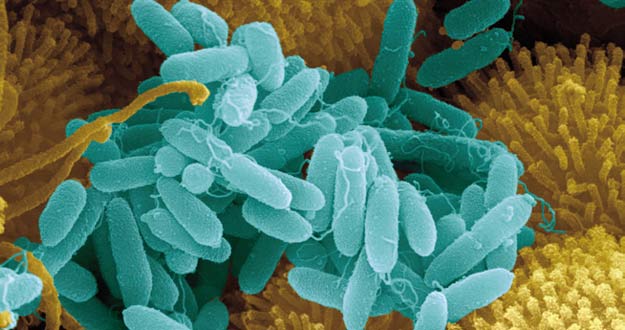 Bacteria de Groenlandia