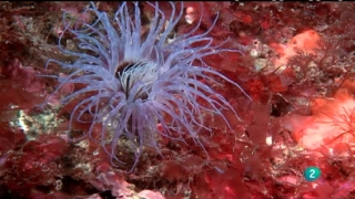 Ver v&iacute;deo  'Bajo nuestros mares - Corales en los mares templados'