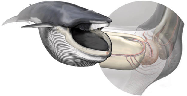 El &oacute;rgano sensorial de la ballena azul, del tama&ntilde;o de una naranja, est&aacute; situado en la punta de la mand&iacute;bula