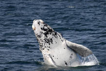 Un ejemplar de ballena albina encontrada en Australia