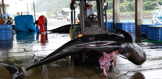 Una ballena capturada en un puerto japon&eacute;s