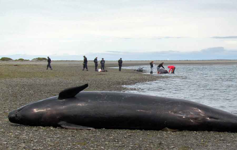 Ballena en Punta Arenas (Chile)