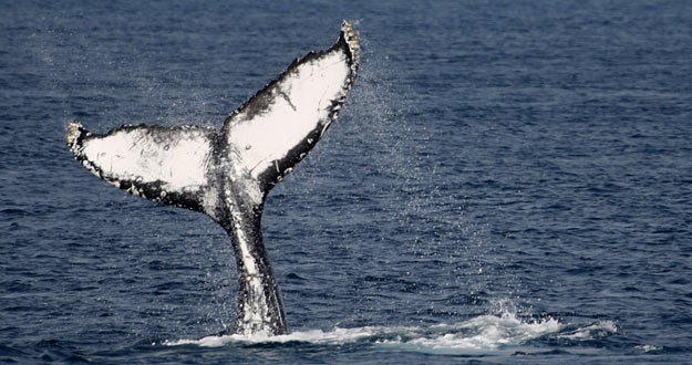 Una ballena sale a la superficie en Okinawa, Japón, uno de los países que permite la caza de ballenas Una ballena sale a la superficie en Okinawa, Japón, uno de los países que permite la caza de ballenas