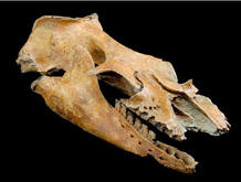 Cabeza del f&oacute;sil del Mammalodon