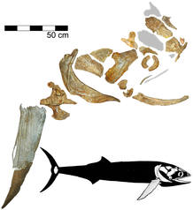 Restos f&oacute;siles del Bonnerichthys