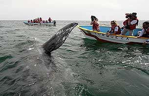 Ver v&iacute;deo  'Las ballenas amenazadas por el cambio clim&aacute;tico y el narcotr&aacute;fico'