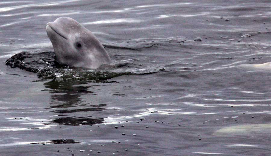 Ballenas atrapadas en el hielo