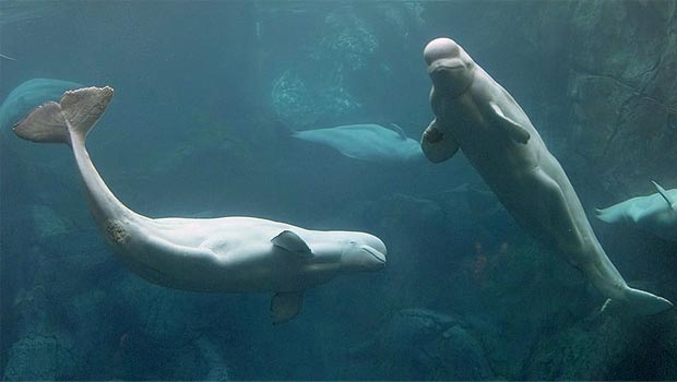 Dos ballenas Beluga del Acuario de Georgia. Dos ballenas Beluga del Acuario de Georgia.