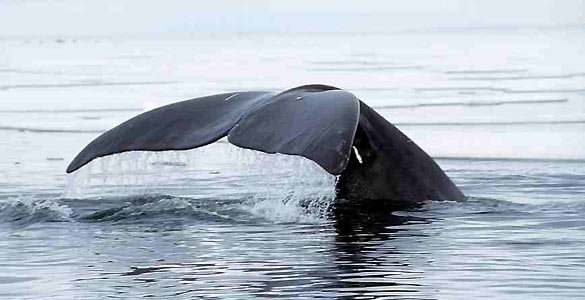 Las ballenas usan la Ruta del Noroeste en sus migraciones Las ballenas usan la Ruta del Noroeste en sus migraciones