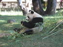 El bamb&uacute; constituye el 99% del alimento de los osos panda