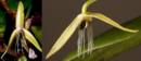 La primera orqu&iacute;dea nocturna descrita en un bosque tropical
