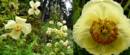 Una amapola amarilla de Nepal (Asia) que florece en oto&ntilde;o y ha permanecido oculta para la ciencia durante centenares de a&ntilde;os