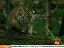 Ir al Video&nbsp;'Bautizo p&uacute;blico' de tres cachorros de tigre de Sumatra en un zoo australiano