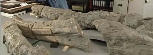 Los restos del gigante marino
