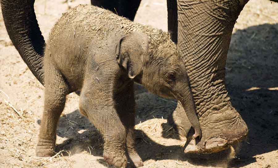 Bebé de elefante asiático