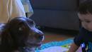 Ir al Video&nbsp;Los beb&eacute;s que conviven durante el primer a&ntilde;o de vida con perros o gatos crecen m&aacute;s sanos