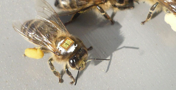 Los investigadores han incorporado microchips en el torax de las abejas para realizar el estudio