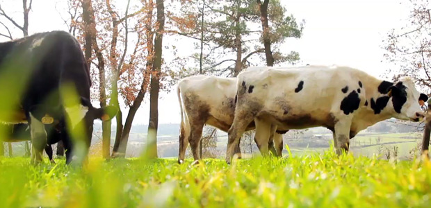 El bienestar animal importa