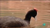 Ir al Video&nbsp;Biodiario - 30/01/12