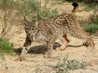 Ver v&iacute;deo  'Biodiario - Muerte de linces en las carreteras'