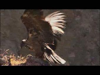 Ver v&iacute;deo  'Biodiario - El quebrantahuesos'