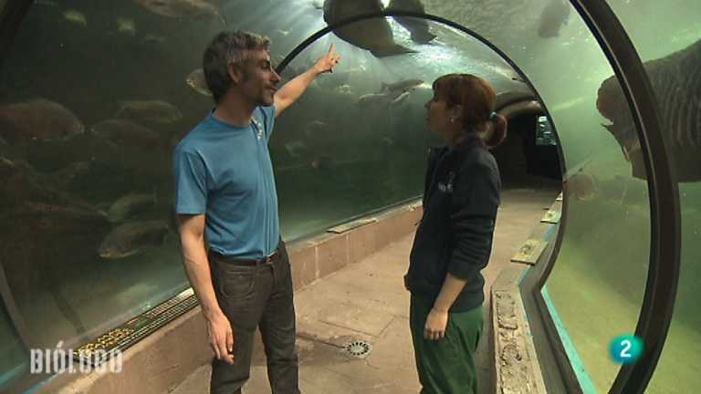 Los oficios de la cultura - Bi&oacute;logo, Javier Gimeno