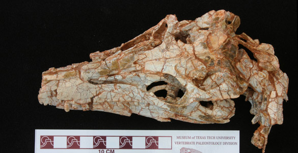 El bisabuelo de los dinosaurios