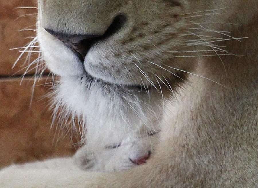 Blanca Navidad y blancos leones...