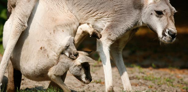 La bolsa materna es la característica principal de los marsupiales La bolsa materna es la característica principal de los marsupiales